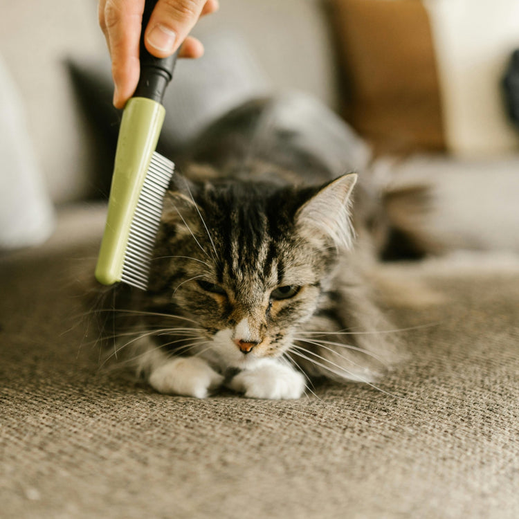 Katzenpflege