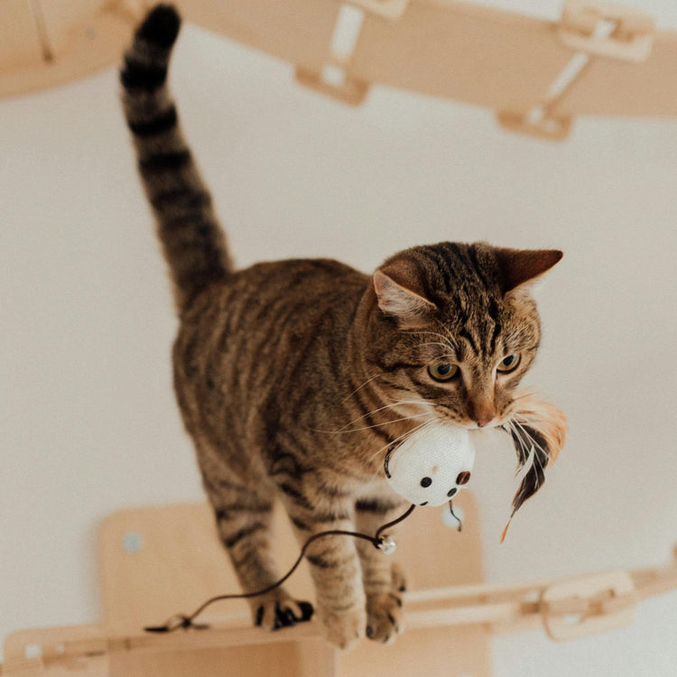 Katzenspielzeug
